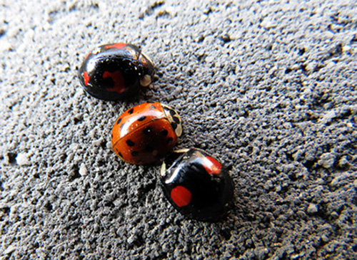 Identificazione coccinelle: Harmonia axyridis